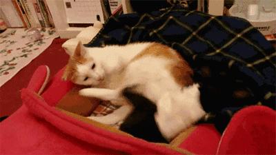 酒店评价回复大全最新,探索小巷中的独特宝藏,客户反馈一览