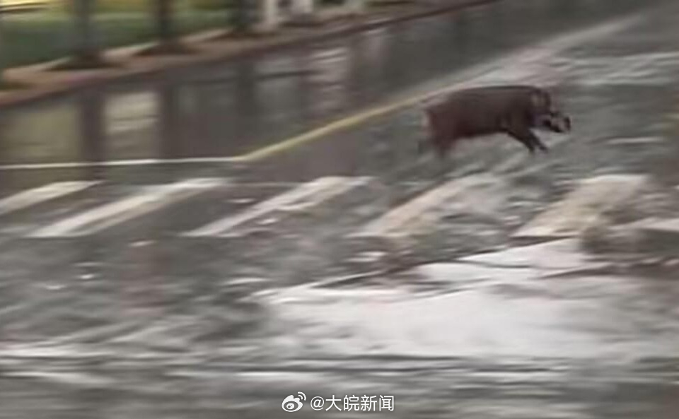 池州一高校内惊现狂奔野猪,目前现象解析描述_RWM49.635月光版