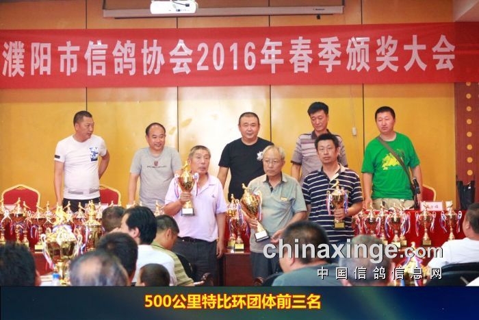 漯河信鸽协会最新赛事，飞翔梦想与荣耀见证