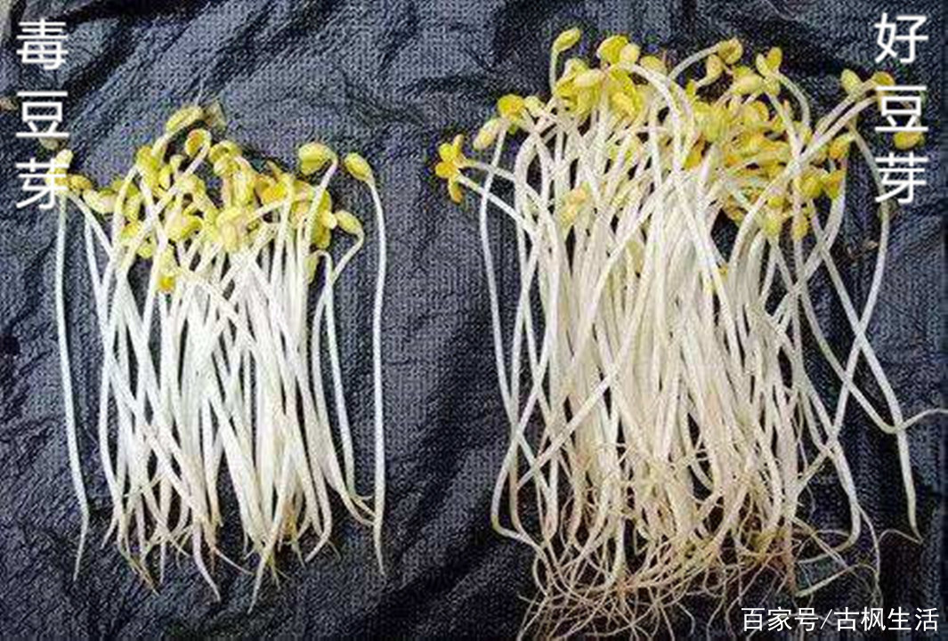 毒豆芽奇遇记，爱的纽带与日常进展