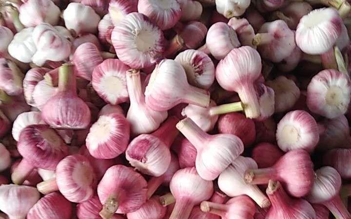 金乡大蒜今日市场行情深度分析与观点阐述