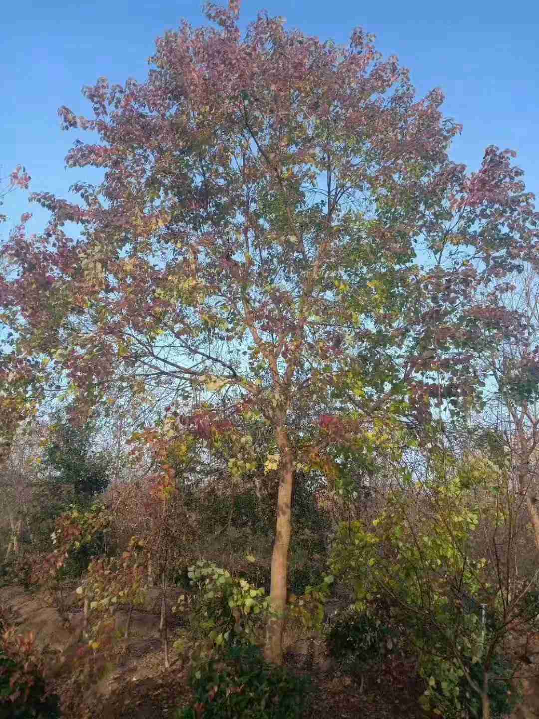 乌桕树苗价格详解,市场趋势、影响因素与选购指南