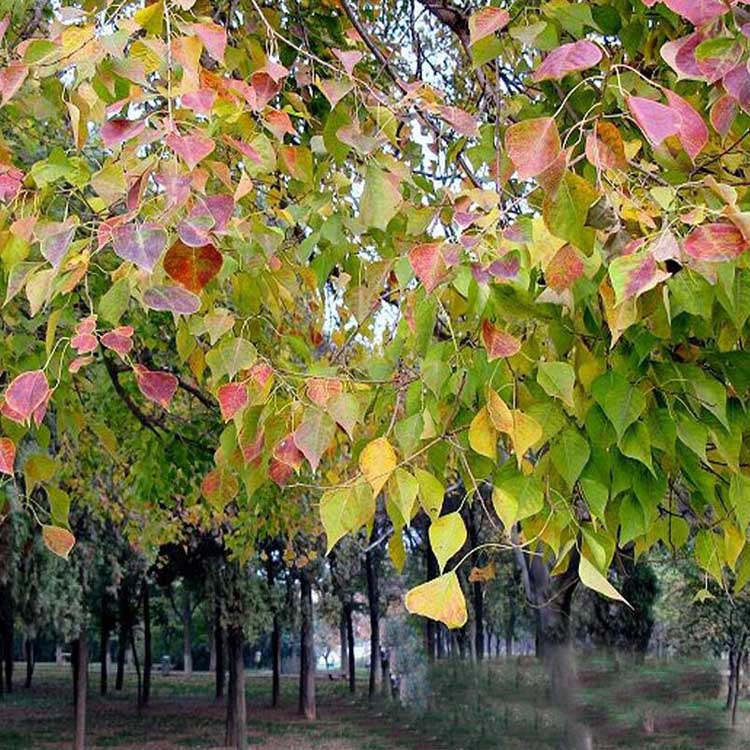 乌桕树苗价格详解,市场趋势、影响因素与选购指南