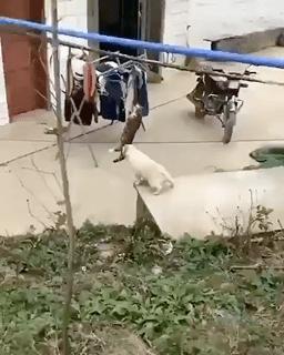 最新捕鱼群,娱乐方式还是道德伦理的挑战?