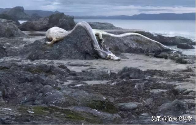 贵州龙叫事件揭秘，力量变迁与自信成就感的启示