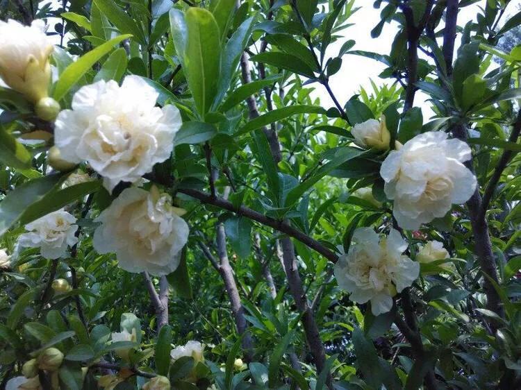 石榴新品种学习变化与自信塑造未来成就