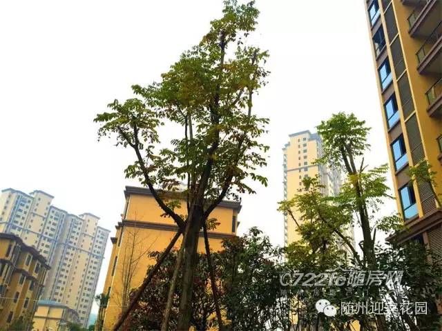 随州迎宾花园最新动态，自然美景探索之旅，寻找内心平和与喜悦的居所
