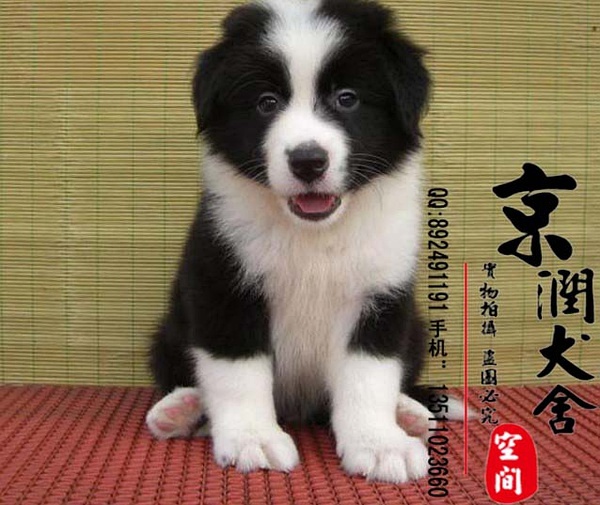 天佑犬业高品质宠物世界精彩瞬间探索