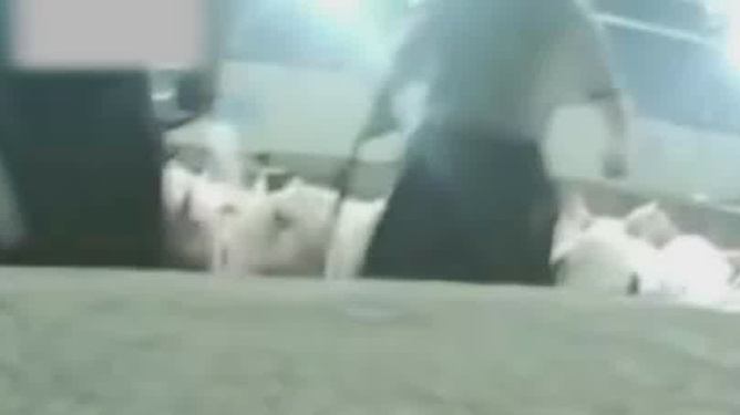 白酒 第40页