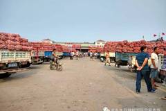 金乡大蒜最新行情展望与旅行邂逅的自然美景体验之旅